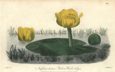 Nuphar Lutea.PNG